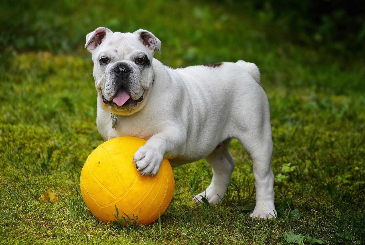 english bulldog, bulldog, ball, dog, pet, nature, white dog, canine, domestic, domestic dog, portrait, dog portrait, mammal, animal