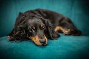 pexels photo 169524 169524 Cute black dachshund puppy lounging on a teal chair indoors, looking calm and relaxed.