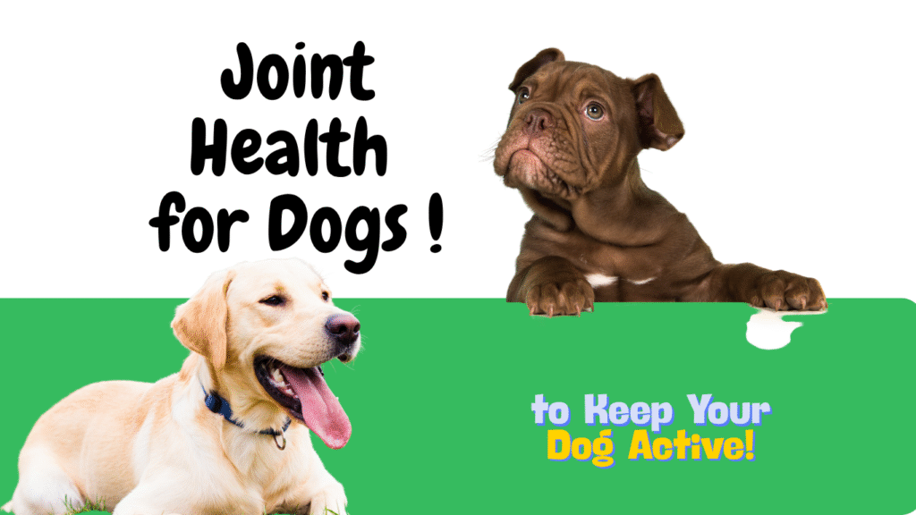 Joint Health for Dogs: Vet’s Top Supplements ajouter un titre (2)