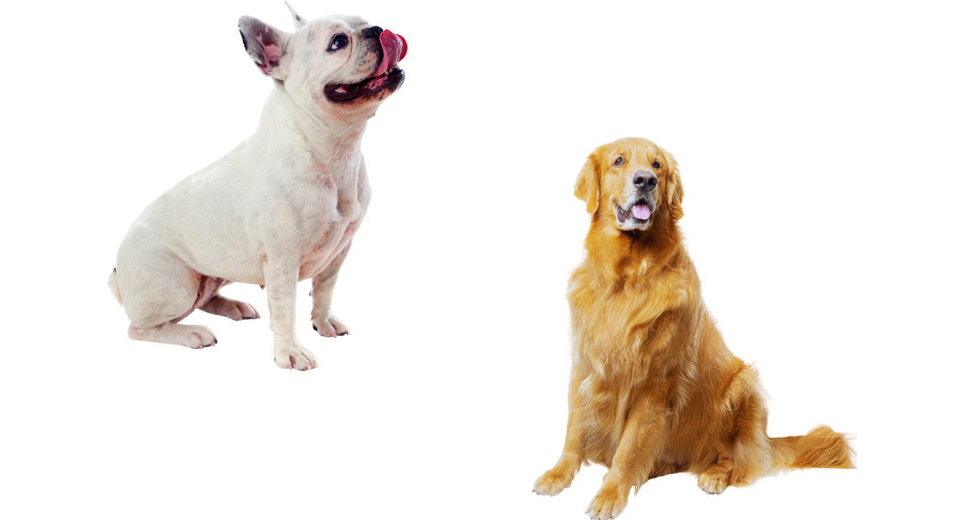 Joint Health for Dogs: Vet’s Top Supplements canine health pro