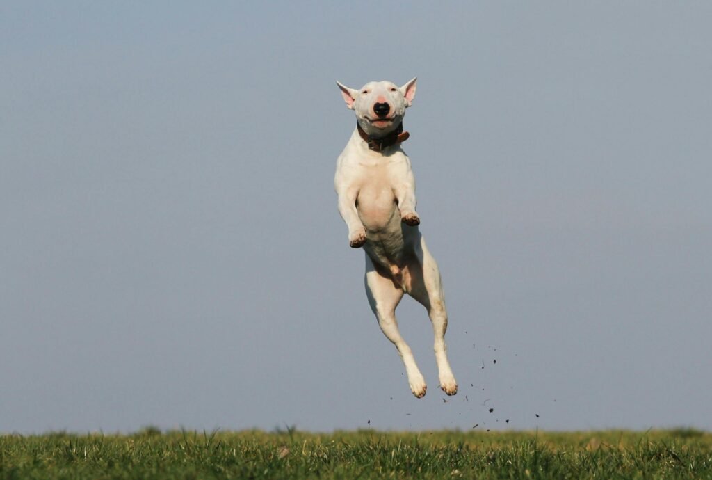 A joyful bull terrier dog leaps high in an open grassy field on a sunny day.