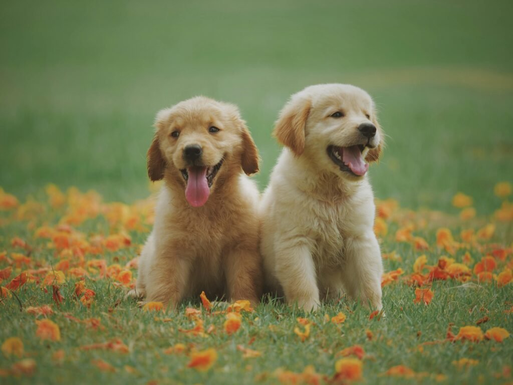 pexels photo 1108099 1108099 1 Adorable golden retriever puppies sitting in a field of flowers, enjoying a sunny day.