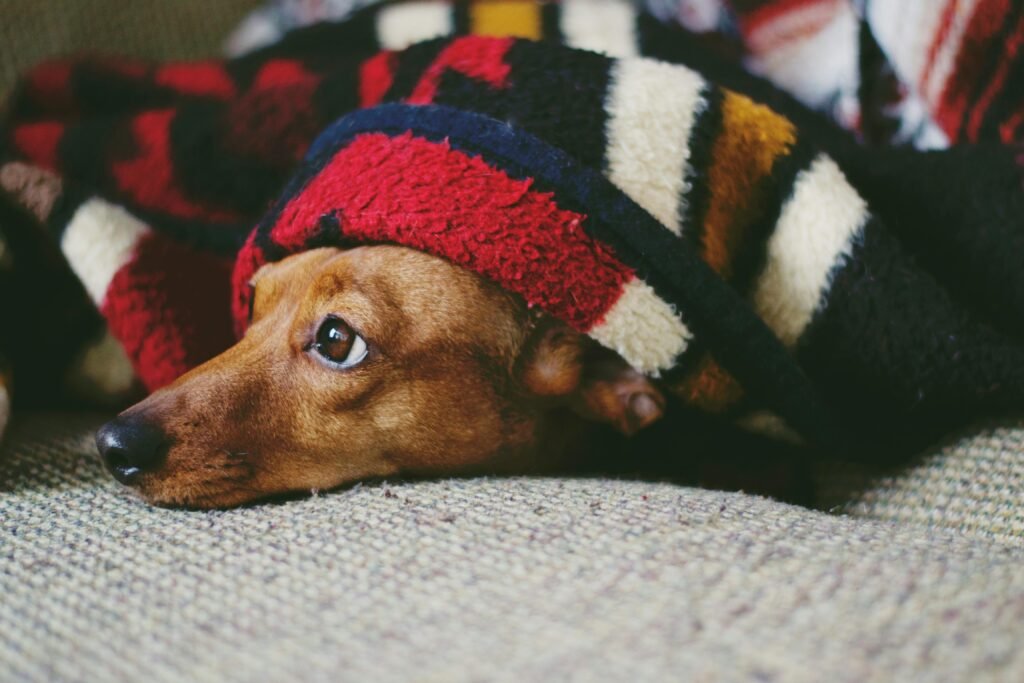 pexels photo 1359036 1359036 Adorable dog wrapped in a colorful blanket, capturing a cozy and cute moment indoors.