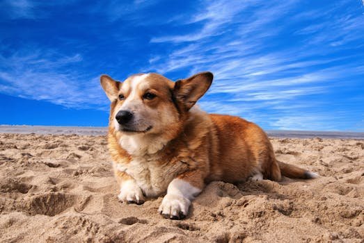 pexels photo 164186 164186 A cute corgi laying on a sunny beach, perfect for pet and summer themes.