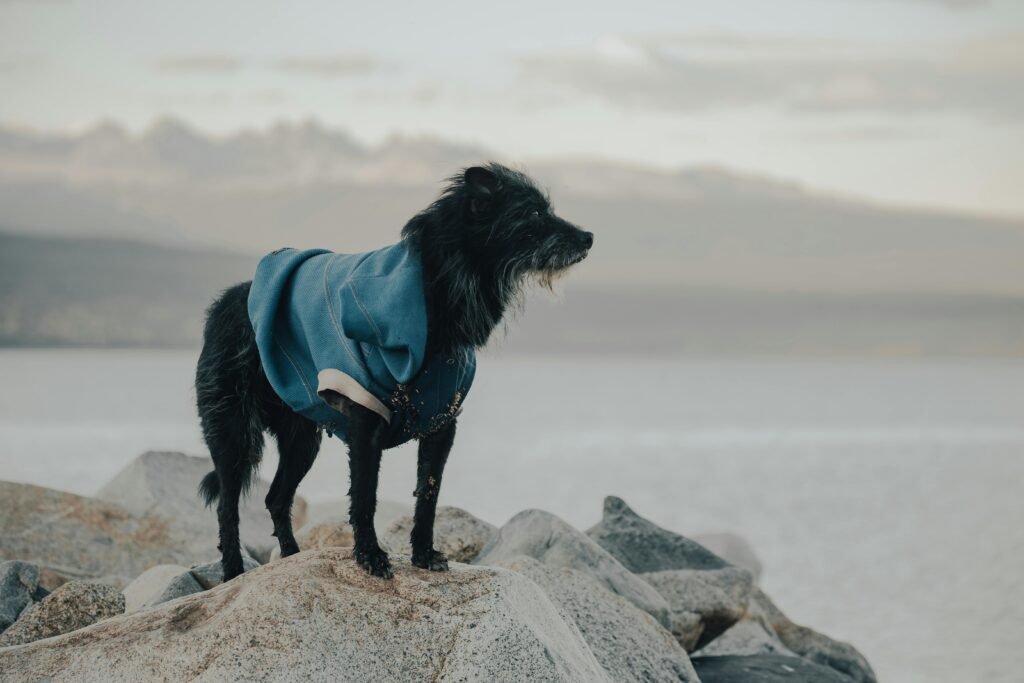 pexels photo 25650397 25650397 A black dog wearing a jacket stands on rocky lakeshore with mountains in the background.