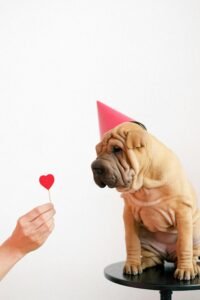 Adorable Shar Pei puppy wearing a party hat gazes at a heart-shaped prop on a stool.